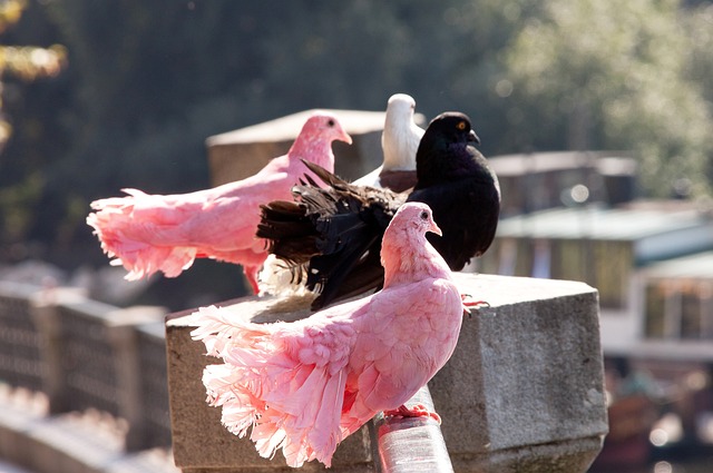 纯粹和公平 纯粹和公平